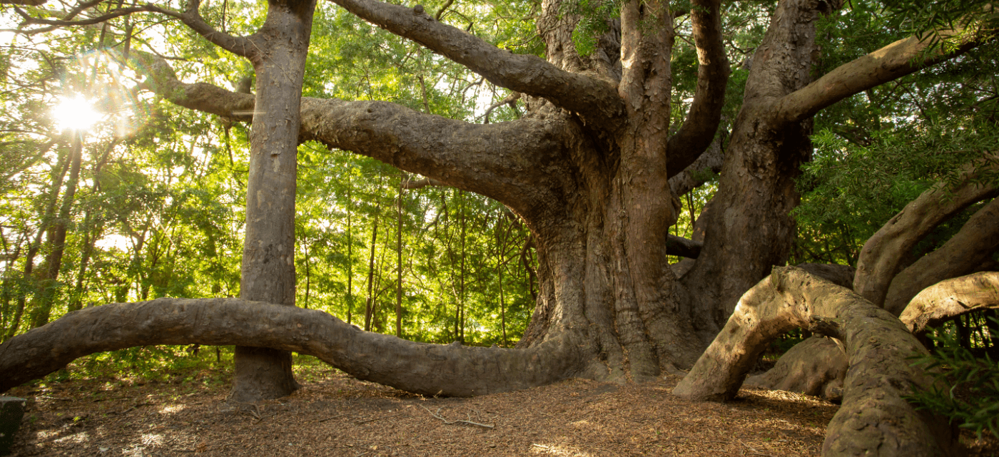 A tree at Vergelegen