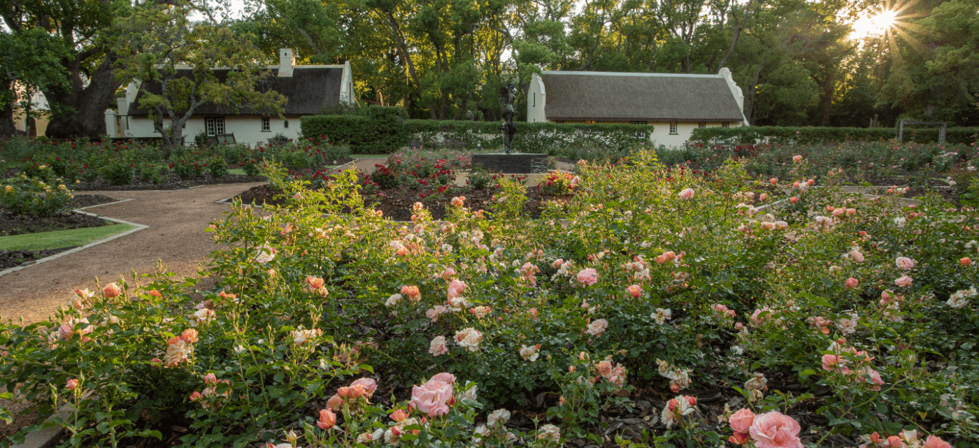 Rose garden at Vergelegen