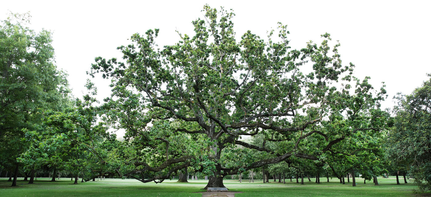 Royal Oak tree at Vergelegen