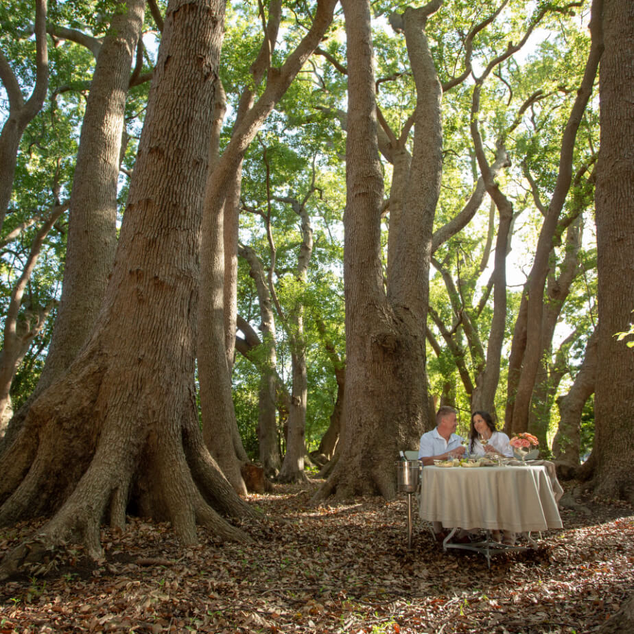 A couple enjoying a picnic lunch at the Picnic at Vergelegen