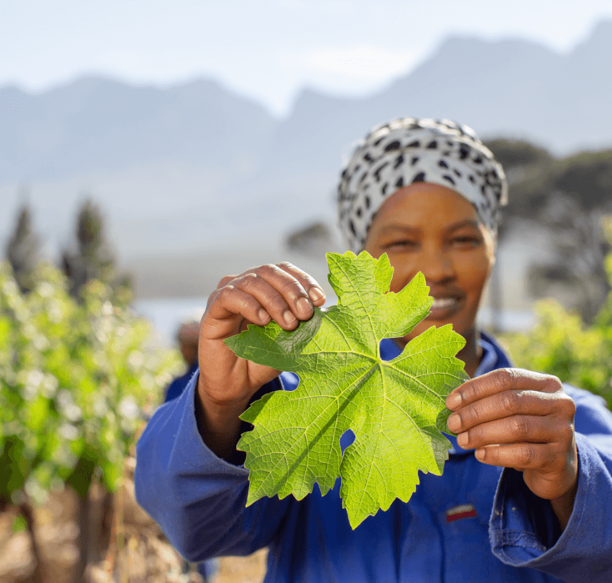 Vegelegen worker holding a leaf