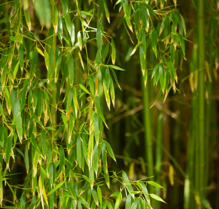 Vergelegen Bamboo Garden